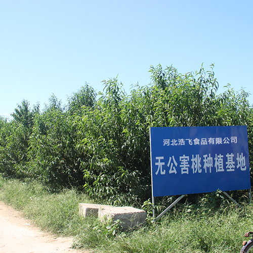 桃樹基地 桃樹基地